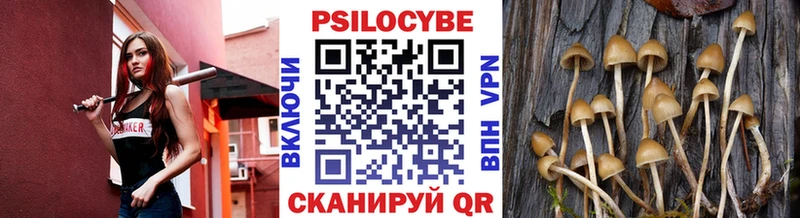 hydra   Рошаль  Псилоцибиновые грибы Psilocybe 